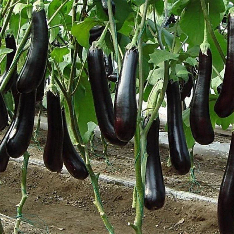 Chinese Eggplant Seeds - 100+ Long Purple Aubergine Seeds for Asian Vegetable Gardens - Non-GMO Solanum melongena