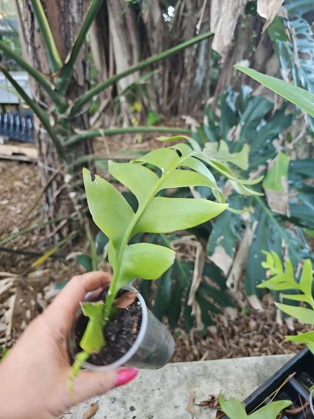 Large Fern Leaf Orchid Cactus 3” Pot, Selenicereus chrysocardium, Shark Tooth, Indoor Succulent, Tropical Foliage Plant