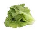 Sugar Loaf Endive Seeds - Non-GMO Heirloom Vegetable Seeds for Urban Gardening - Cichorium endivia, Compact Heads