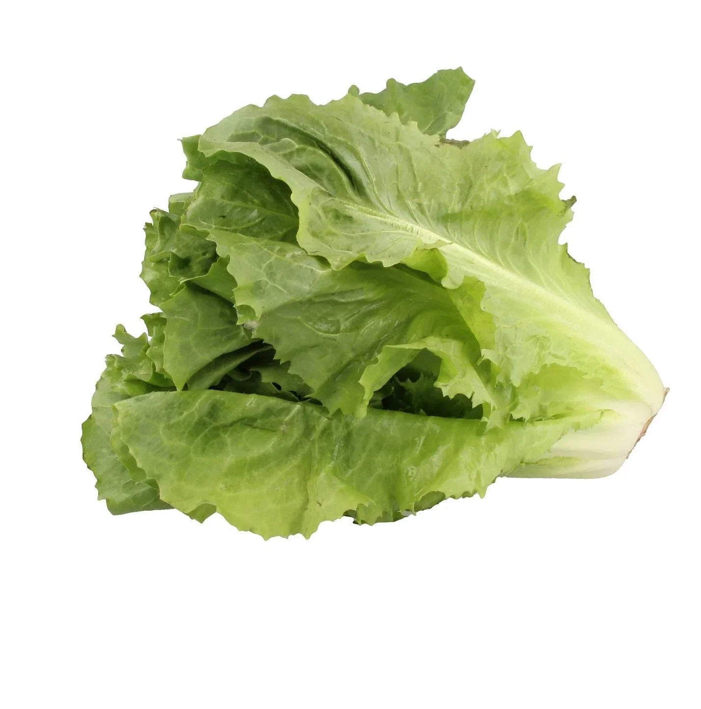 Sugar Loaf Endive Seeds - Non-GMO Heirloom Vegetable Seeds for Urban Gardening - Cichorium endivia, Compact Heads