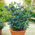 Blueberry Seeds - Dwarf Top Hat, Low Bush Variety, Vaccinium corymbosum, Sweet Edible Fruits, Compact Shrub for Small Gardens