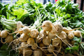 White Albino Beet Seeds - Holland Heirloom, Organic, NON-GMO, Beta vulgaris, Vegetable Seeds