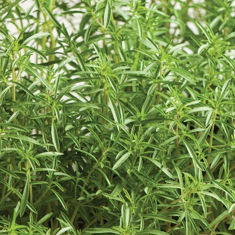 Summer Savory Herb Seeds - 20 Pack Satureja hortensis Culinary Herb for Cooking & Gardening