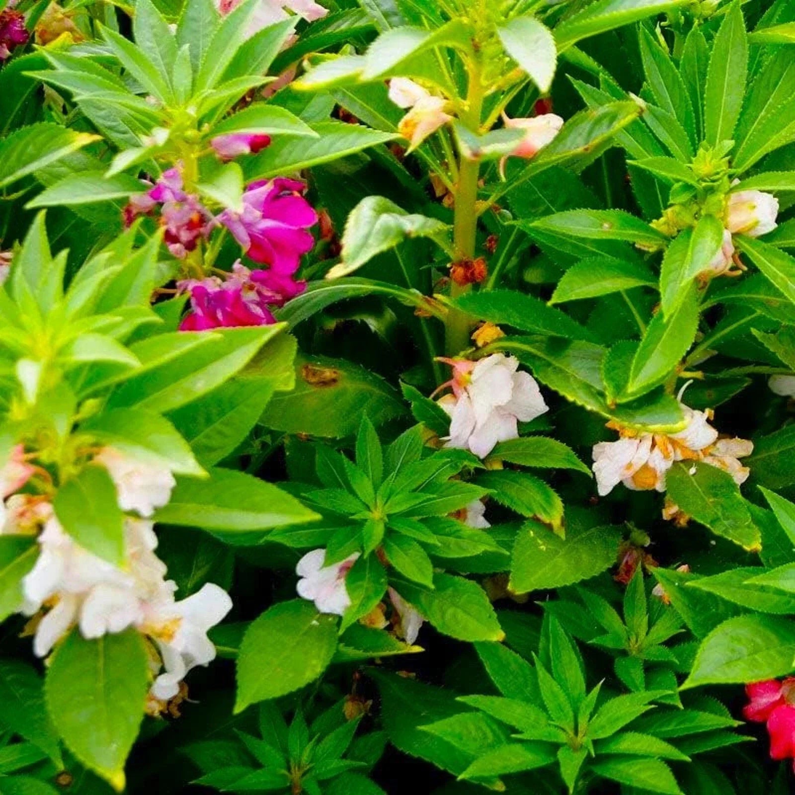 Balsam Seeds - Impatiens walleriana - Colorful Annual Flowers for Shady Gardens - 50 Pack Non-GMO Garden Seeds