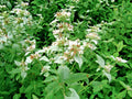 Mountain Mint Seeds - 500+ Pack, Edible Herb, Drought Tolerant, Shade Loving, Pycnanthemum virginianum, Wildflower Seeds