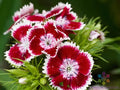 Red Chianti Carnation Seeds - 200+ Pack, Dianthus caryophyllus, Garden Flower Seeds for Borders & Containers