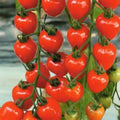 Cherry Berries Tomato Seeds - Heirloom, Sweet Flavor, Compact Growth, Solanum lycopersicum