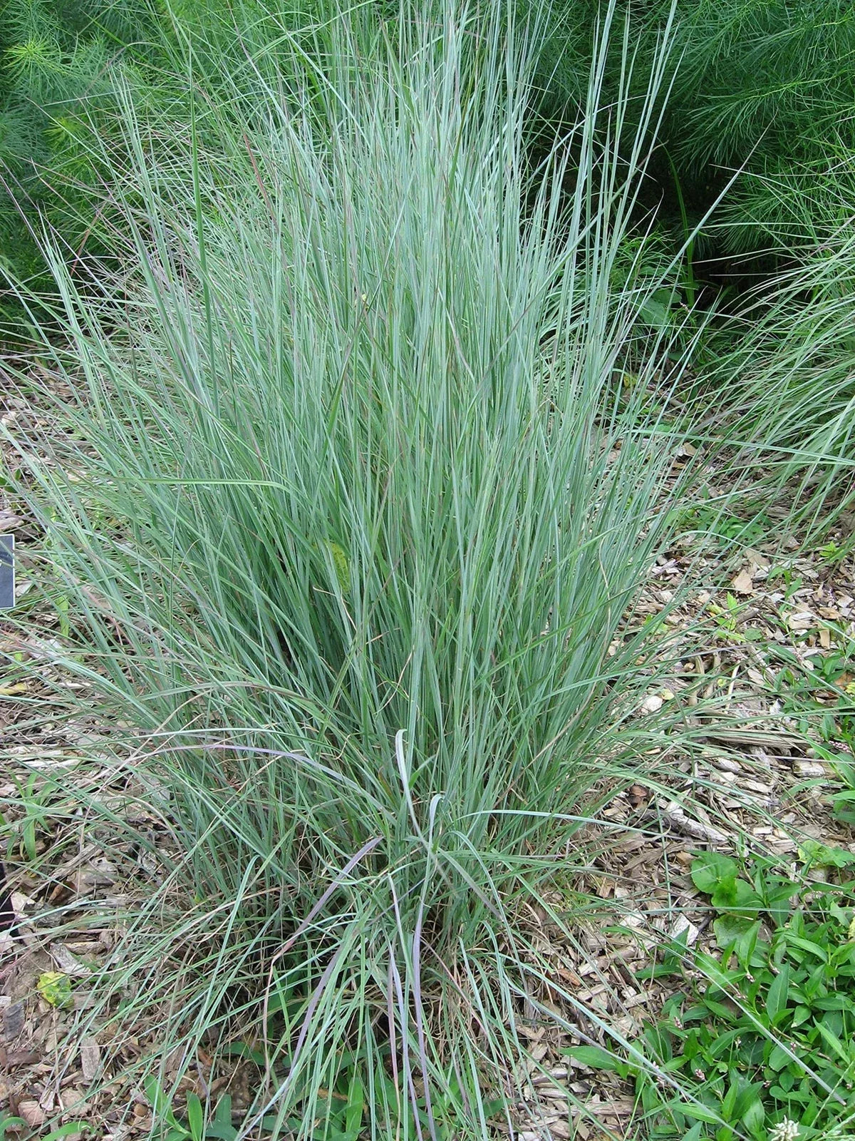 Little Bluestem Seeds - Native American Grass, Bunch Grass, Schizachyrium scoparium, Drought-Tolerant, Prairie Restoration Seeds