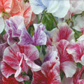 Streamer Mix Sweet Pea Seeds - Heirloom Organic Non-GMO Flower Seeds for Climbing Garden Borders