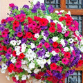 Dwarf Petunia Mix Flower Seeds - 2000+ Assorted Colors for Containers, Hanging Baskets & Window Boxes - Petunia hybrida