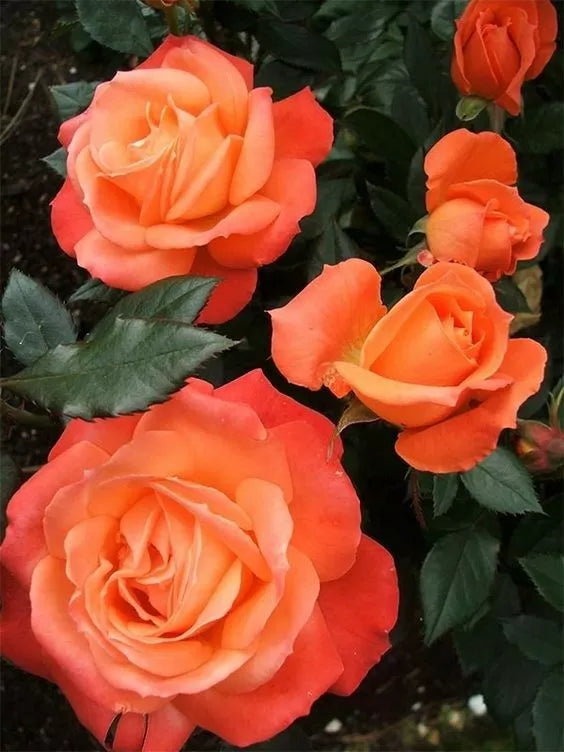 Bright Orange Rose Seeds - Perennial Flower Shrub Seeds - Rosa spp. - Vibrant Orange Blooms for Gardens & Borders