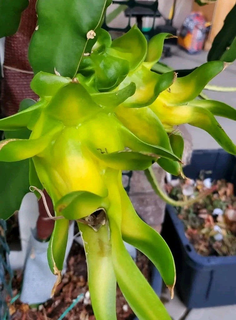 Rooted Israeli Yellow Dragon Fruit Cutting - 8-10 Inch Pitaya Hylocereus megalanthus Plant for Tropical Gardens