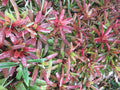 Neoregelia Bromeliad Fireball - 2 Vibrant Tropical Indoor Plants