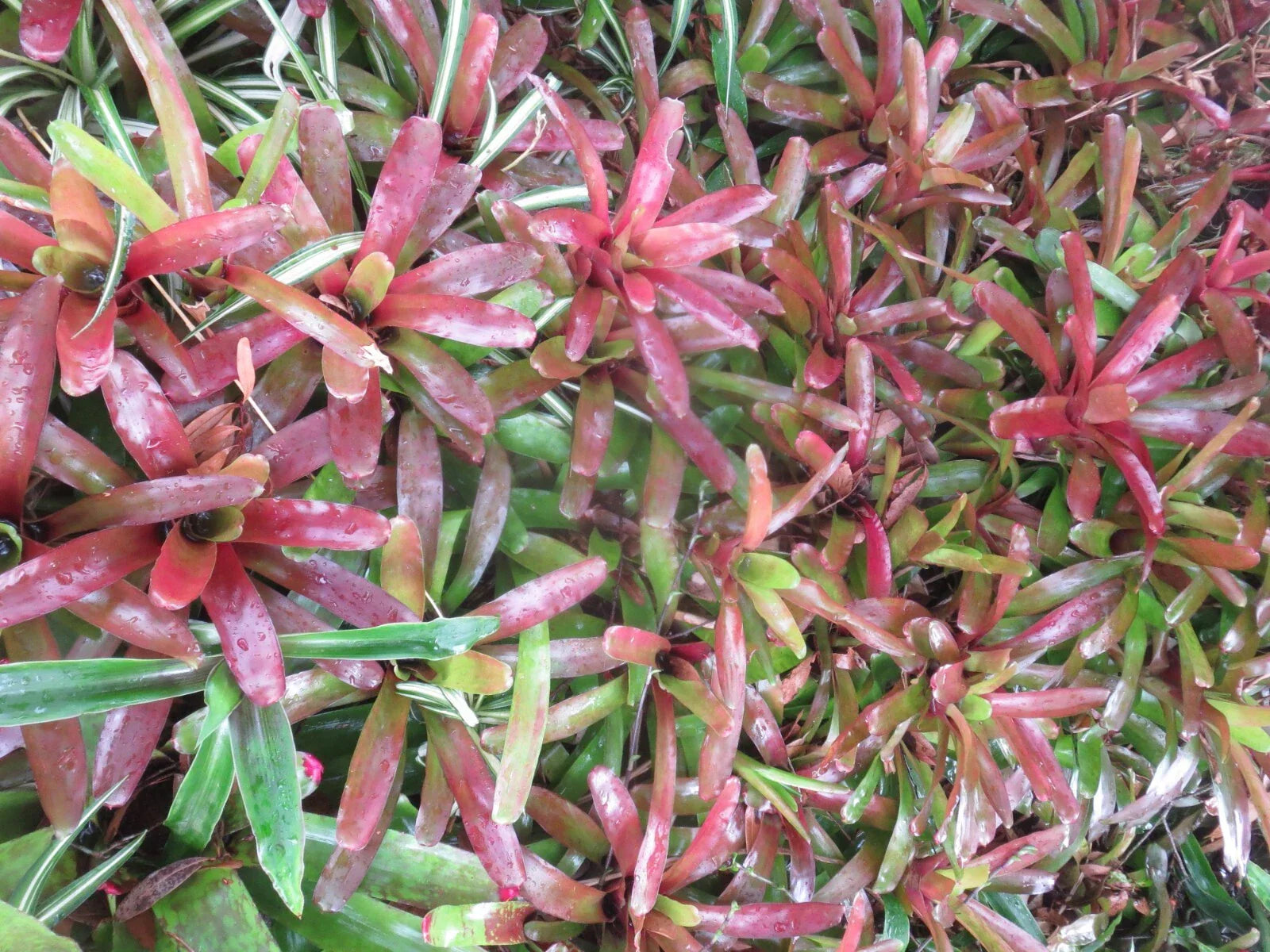 Neoregelia Bromeliad Fireball - 2 Vibrant Tropical Indoor Plants