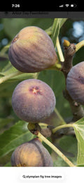 Fig Tree Cuttings 4-6 Inches Long, Olympian Ficus carica, Cold Hardy, Fresh Propagation Pack of 3