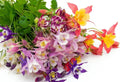 Columbine Seeds 400+ Count Mixed Colors Aquilegia Shade Flowers Garden Plant Seeds