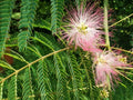 Pink Mimosa Tree Cuttings 6-8" | Albizia julibrissin | Attracts Bees, Butterflies & Hummingbirds | Deciduous Garden Plant