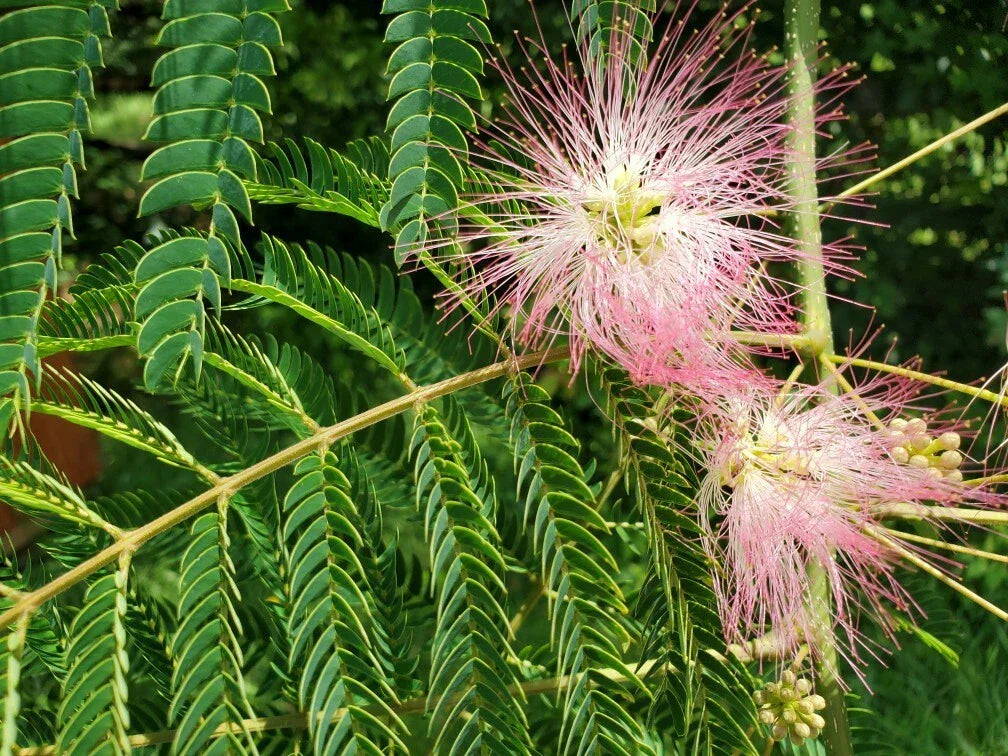 Pink Mimosa Tree Cuttings 6-8" | Albizia julibrissin | Attracts Bees, Butterflies & Hummingbirds | Deciduous Garden Plant