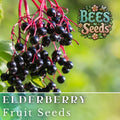 Elderberry Seeds - Non-GMO Sambucus canadensis Fruit Seeds for Growing Elderberry Plants - 175/450 Seeds