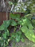 Malanga Plant Rooted 7-9” | Xanthosoma Sagittifolium Taro Elephant Ear