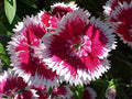 Sweet William Seeds - 1333 Pack - Dianthus barbatus Biennial/Perennial Flower Seeds for Borders, Beds & Containers