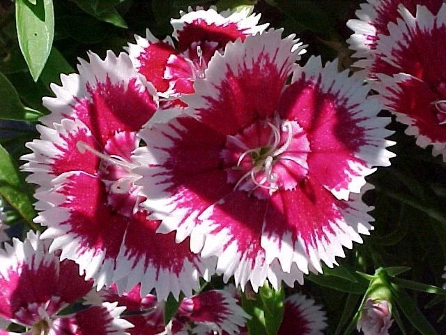 Sweet William Seeds - 1333 Pack - Dianthus barbatus Biennial/Perennial Flower Seeds for Borders, Beds & Containers