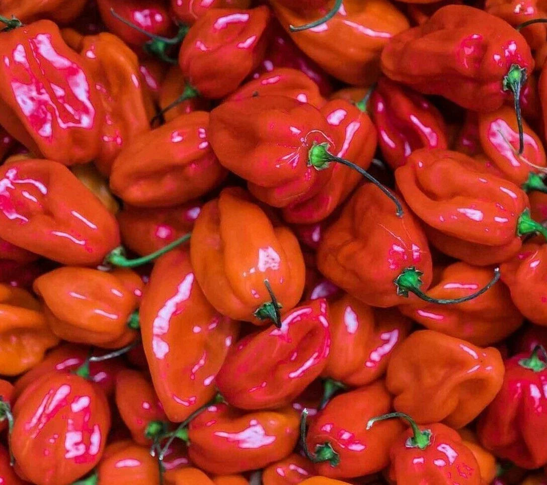 Red Scotch Bonnet Hot Pepper Seeds - 30+ Capsicum chinense Caribbean Spicy Pepper Seeds for Hot Sauces & Salsas