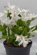 White Schlumbergera Cactus Starter Plant, Christmas Cactus, Indoor Houseplant, Holiday Blooming, Schlumbergera truncata