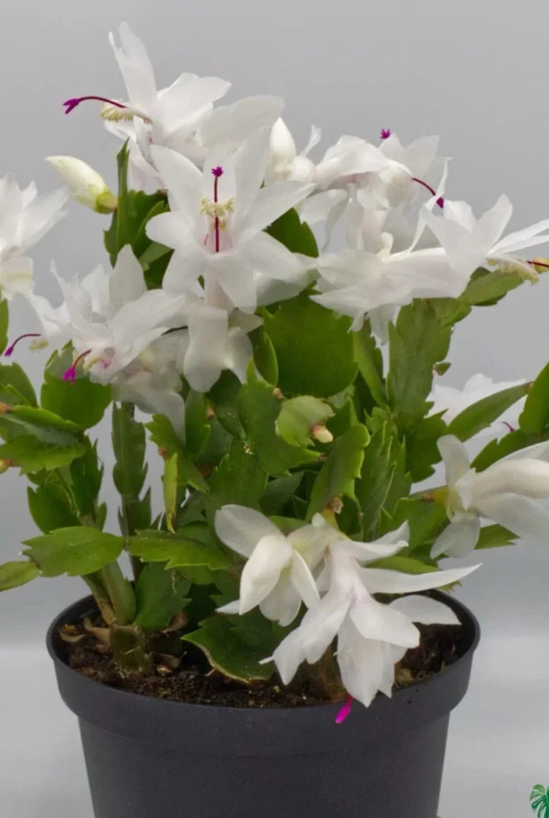 White Schlumbergera Cactus Starter Plant, Christmas Cactus, Indoor Houseplant, Holiday Blooming, Schlumbergera truncata