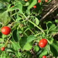 Chiltepin Pepper Seeds, Non-GMO Tepin Chile Pequin, Birds Eye Capsicum annuum, Hot Small Fruity Peppers for Salsas & Cooking