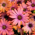 Cape Daisy Seeds - 200+ Osteospermum Purple & Orange Flower Seeds for Garden, Borders, Containers