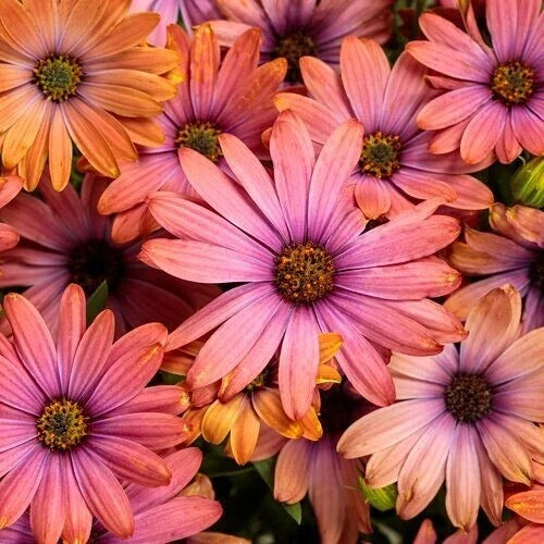 Cape Daisy Seeds - 200+ Osteospermum Purple & Orange Flower Seeds for Garden, Borders, Containers