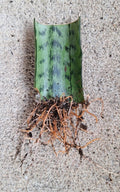 Snake Plant Cutting with Roots - 3 Inch Sansevieria Trifasciata Live Plant