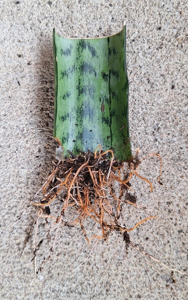 Snake Plant Cutting with Roots - 3 Inch Sansevieria Trifasciata Live Plant