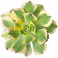 Aeonium Sunburst Variegated Succulent Plant - 2'', 4'', 6'' Potted Indoor Houseplant, Colorful Rosette Succulent, Aeonium 'Sunburst'