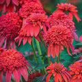 50 Coneflower Seeds - Mandarin Echinacea purpurea Double Blooms - Bright Orange Perennial Flower Seeds for Garden, Pollinator Attracting