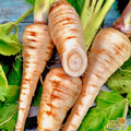 Hollow Crown Parsnip Seeds - Non-GMO Heirloom Pastinaca sativa for Garden Planting - 200+ Pack