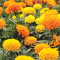 Marigold Seeds - CrackerJack Mix, Heirloom Tagetes erecta, Vibrant Flower Seeds for Garden & Container Planting