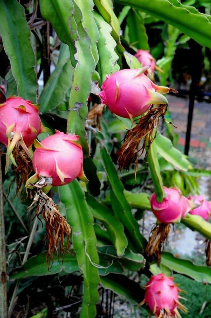 Dragon Fruit Cuttings 10-14" Hylocereus undatus, Healthy Exotic Fruit Plant for Garden, Tropical, Subtropical
