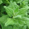New Zealand Spinach Seeds - 100 Non-GMO Tetragonia tetragonioides for Gardening, Full Sun, Easy to Grow Seed Packet