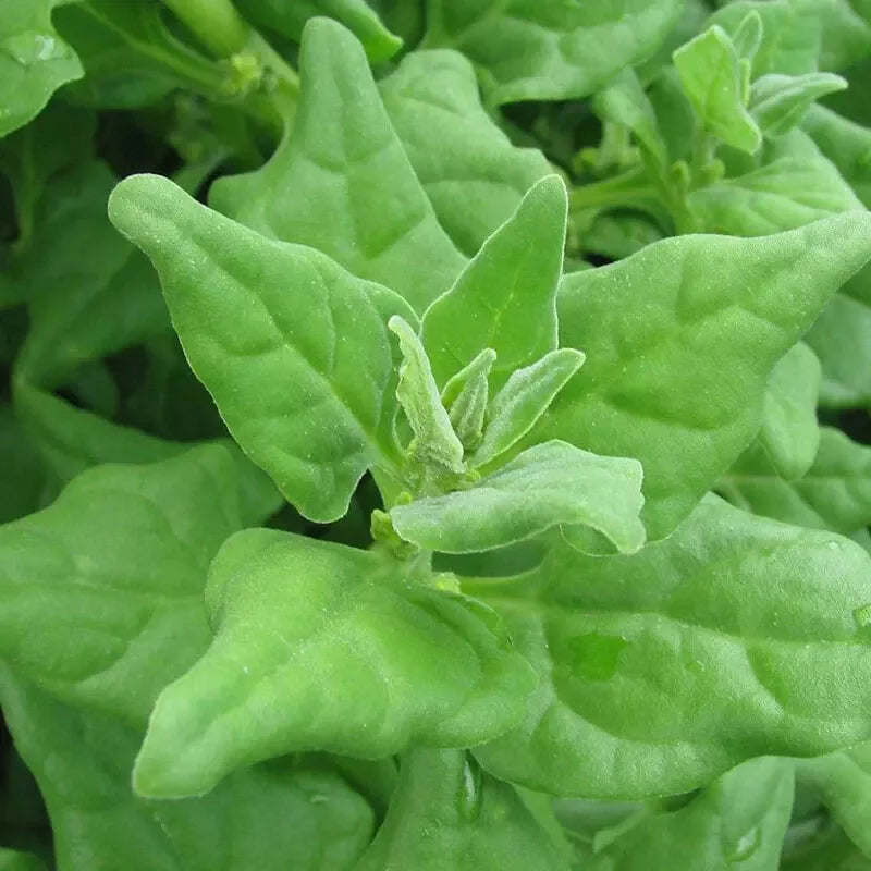 New Zealand Spinach Seeds - 100 Non-GMO Tetragonia tetragonioides for Gardening, Full Sun, Easy to Grow Seed Packet