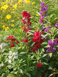 Balsam Seeds 1 Ounce, Impatiens balsamina Flowered Mix, Vibrant Blooms, Easy to Grow, Garden, Container, Pollinator-Friendly