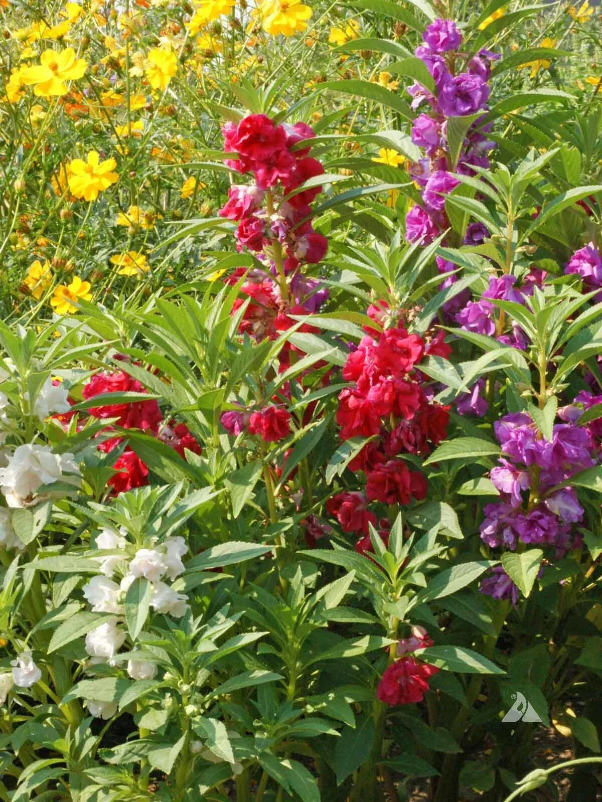 Balsam Seeds 1 Ounce, Impatiens balsamina Flowered Mix, Vibrant Blooms, Easy to Grow, Garden, Container, Pollinator-Friendly