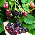 Sweet Boysenberry Seedling - Live Rooted Plant Rubus ursinus x idaeus