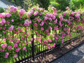 Peggy Martin Rose Cuttings - 5 No Thorn Clippings - Pink Blooming Climbing Rose Rosa 'Peggy Martin'