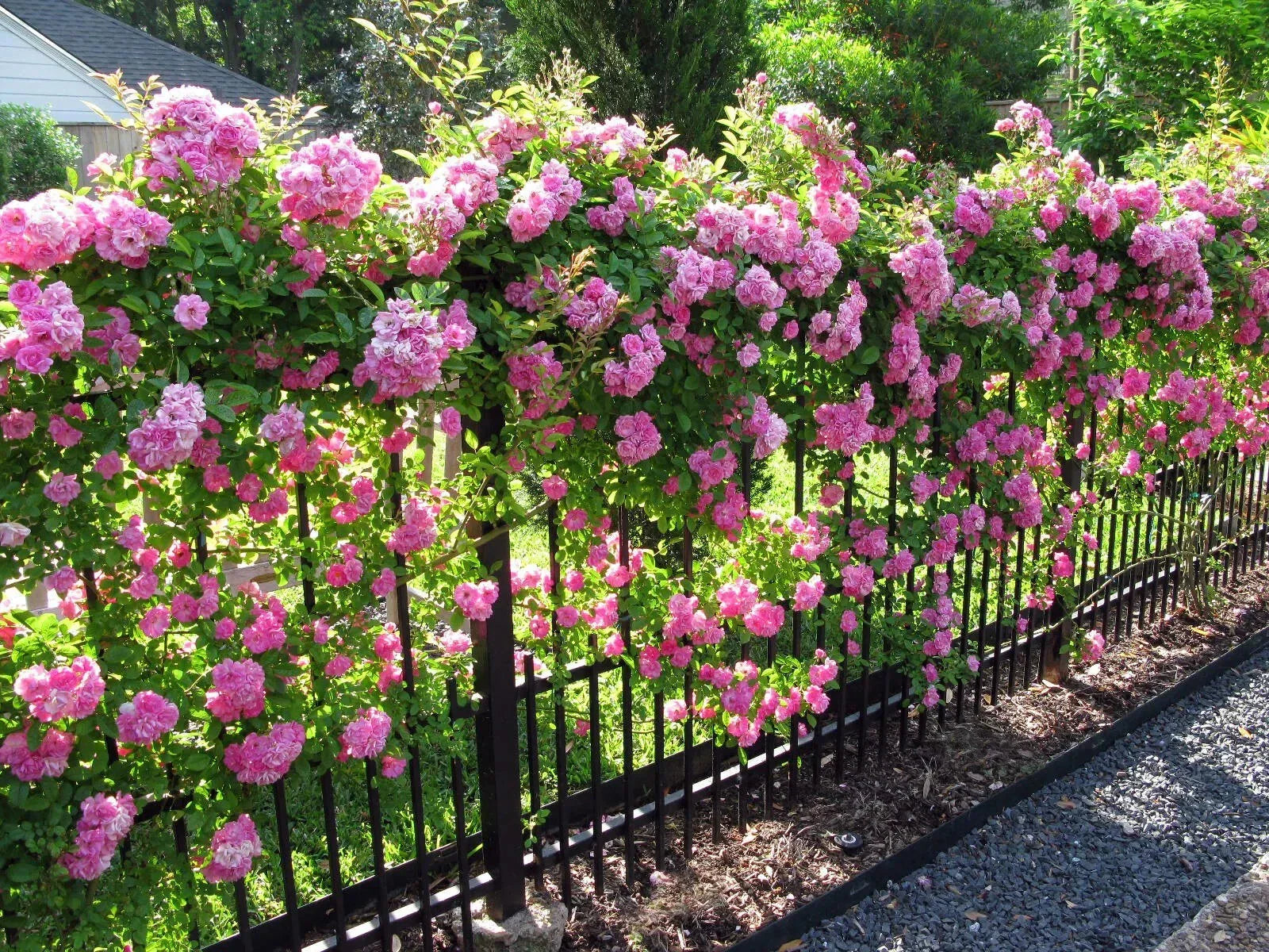 Peggy Martin Rose Cuttings - 5 No Thorn Clippings - Pink Blooming Climbing Rose Rosa 'Peggy Martin'