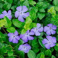 Vinca Minor Vine | 4" Potted Groundcover Plant | Purple Flowers | Easy to Grow Periwinkle Live Plant