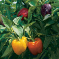Rainbow Bell Pepper Seeds - Non-GMO Capsicum annuum Vegetable Gardening Heirloom Seed Collection