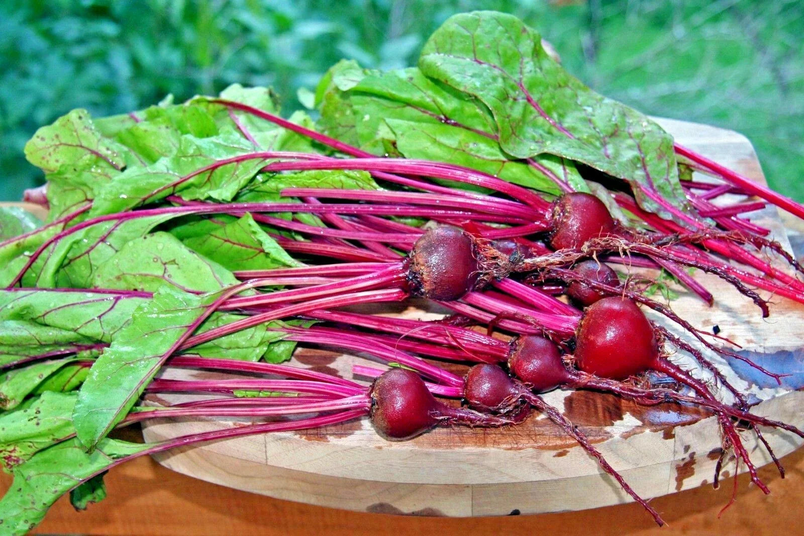 Early Wonder Beet Seeds - Heirloom Beta vulgaris for Vegetable Gardens & Containers, 100+ Non-GMO Seeds
