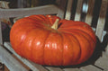Cinderella Pumpkin Heirloom Seeds for Baking, Canning & Decor - Cucurbita pepo, Vining, Full Sun Seed Pack
